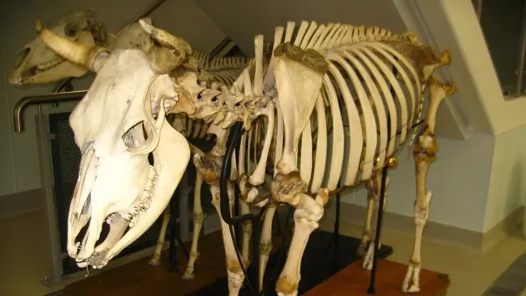 Skeleton of an animal used for teaching.