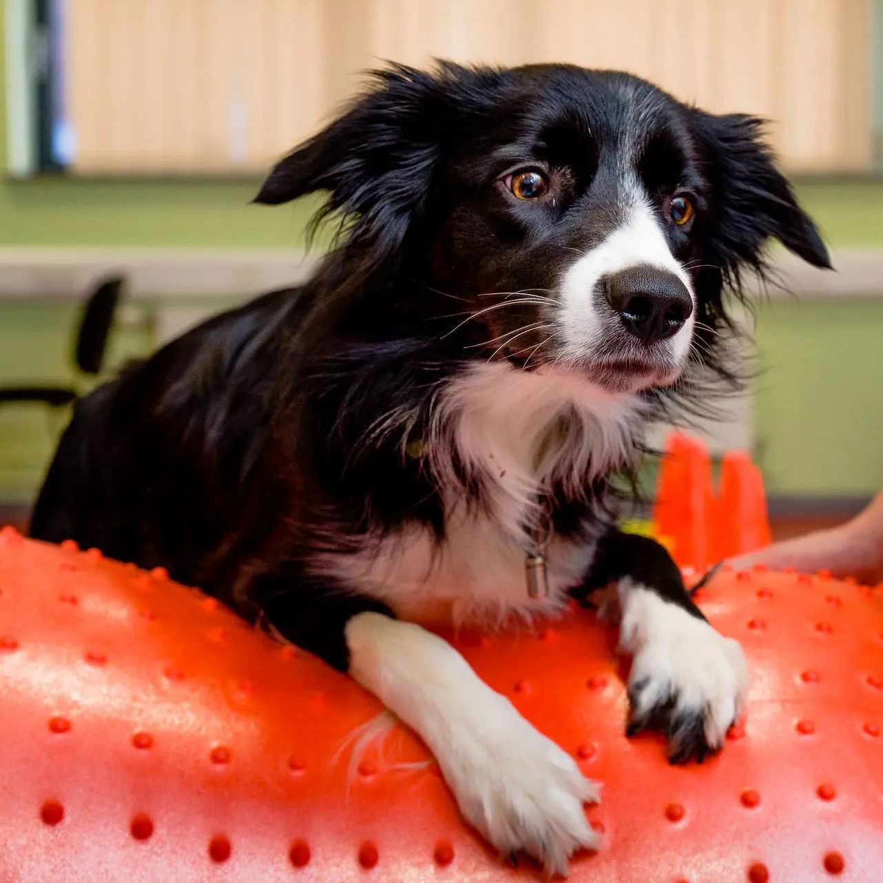 Dog doing exercises