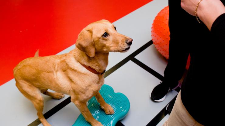 Work with real animals from day one with our temperament tested Canine Teaching Assistants.