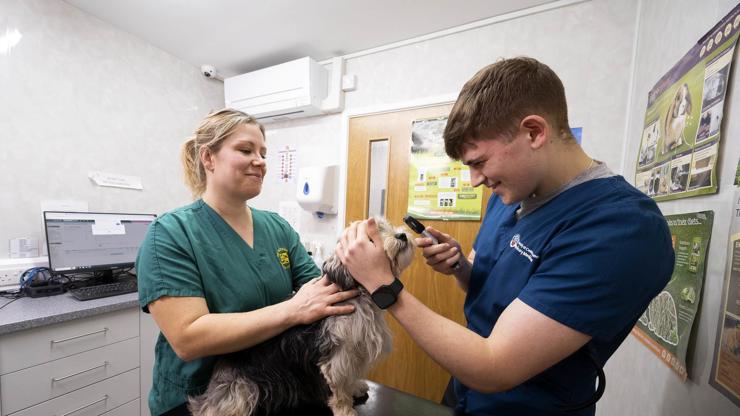 First year vet student on placement giving a dog an examination