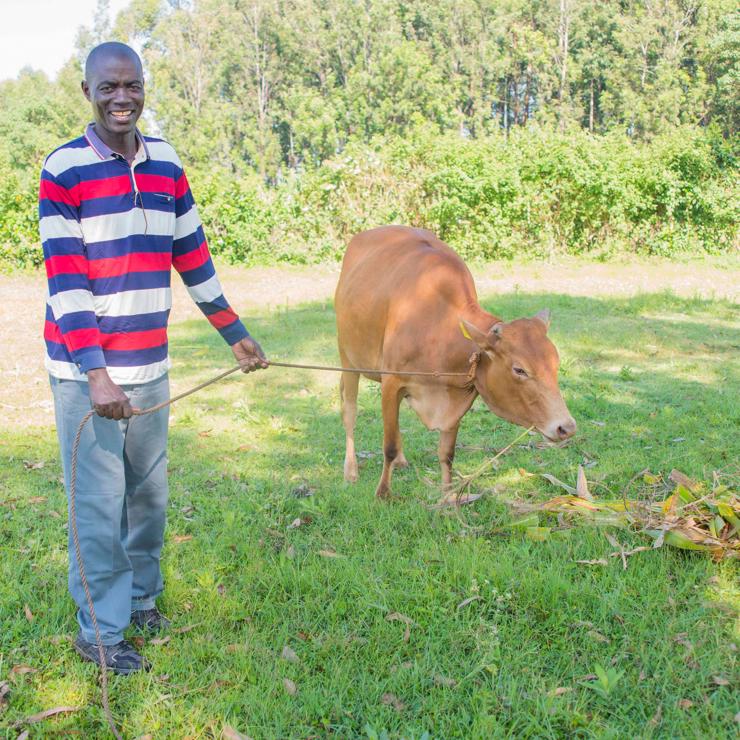 Kenyan dairy farming