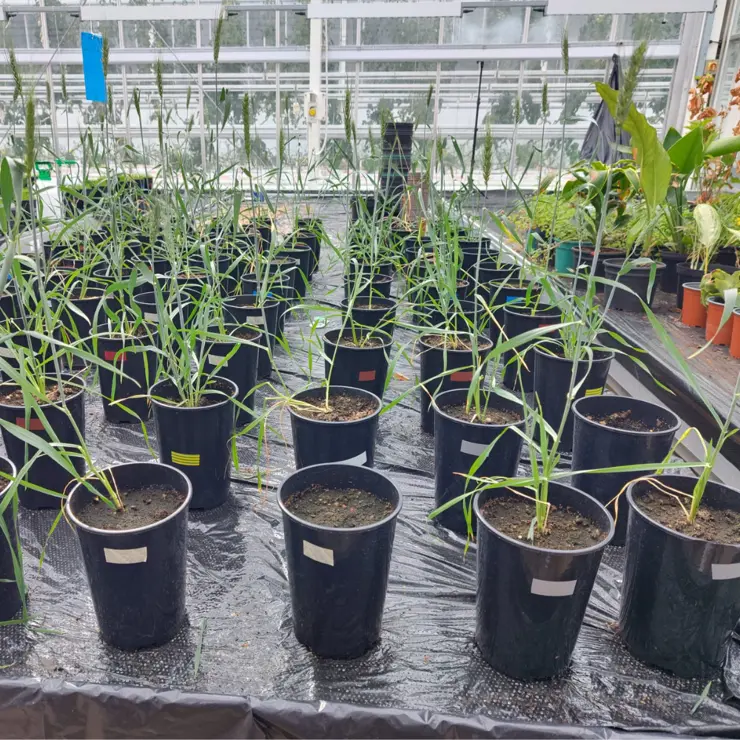 Potted plant in a greenhouse setting