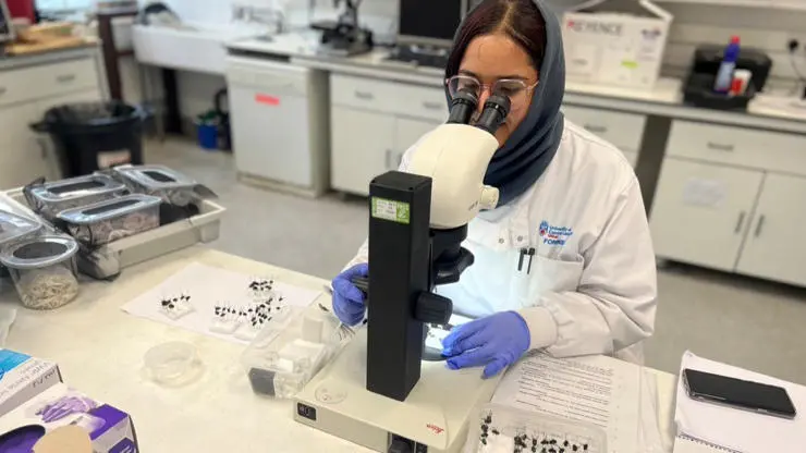 Zoha Khan-Perveen working on the UURIP project to identify fly species with the microscope.