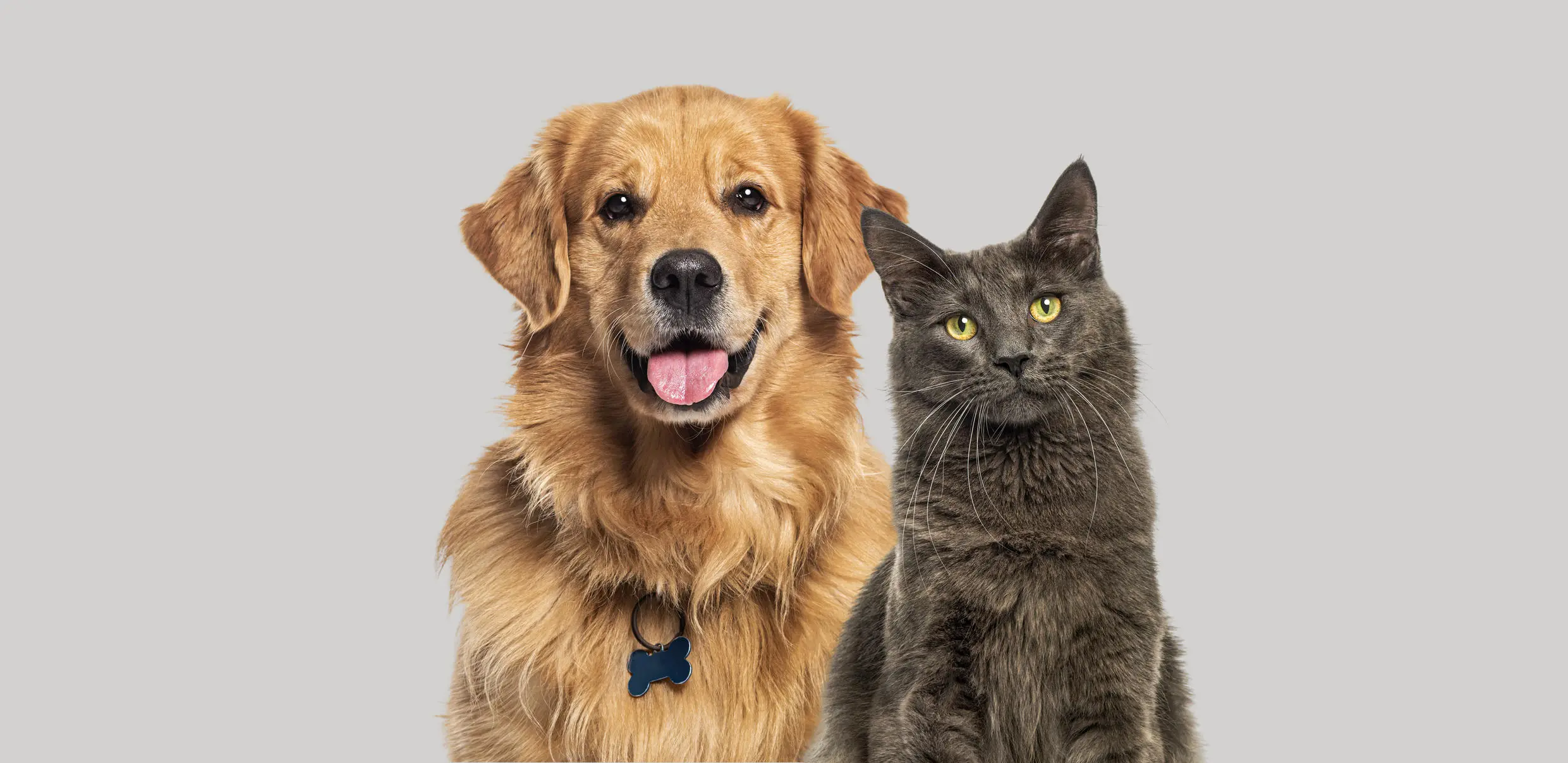 A dog and cat looking straight into camera