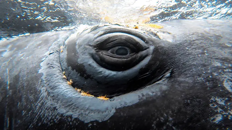 Whale’s eye. Credit to Ray Chin